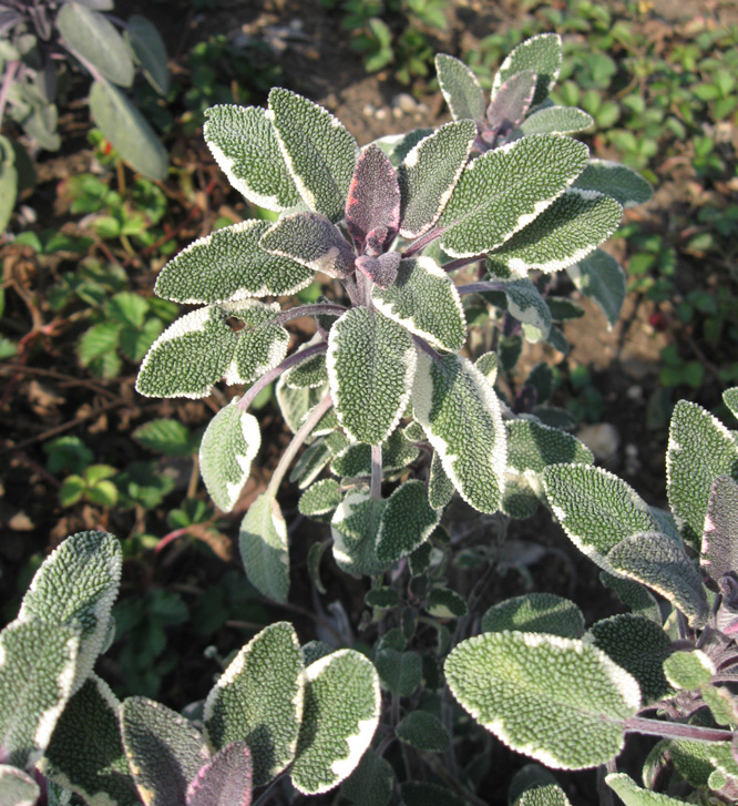 Изображение особи Salvia officinalis.