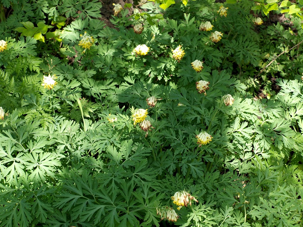 Image of Corydalis nobilis specimen.