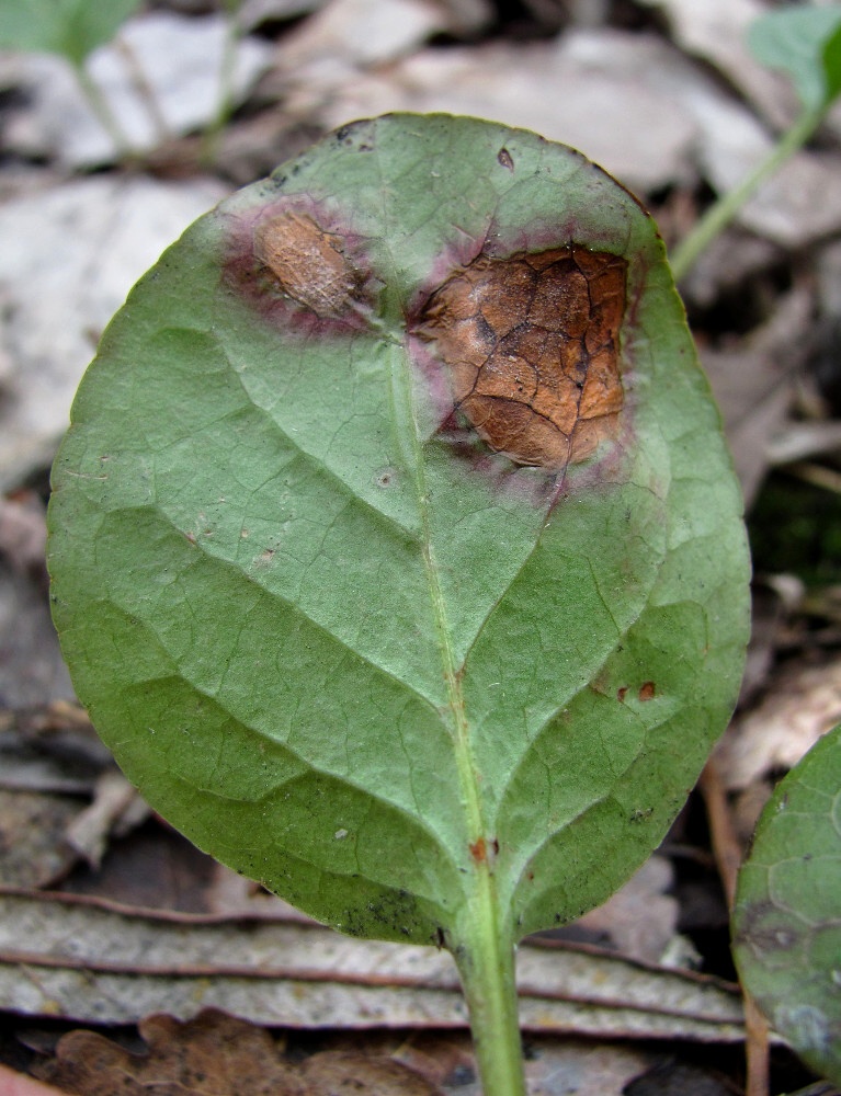 Image of Pyrola rotundifolia specimen.