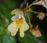 Impatiens parviflora. Цветок в утренней росе. Московская обл., Раменский р-н, окр. дер. Хрипань, садовый участок. 13.09.2015.