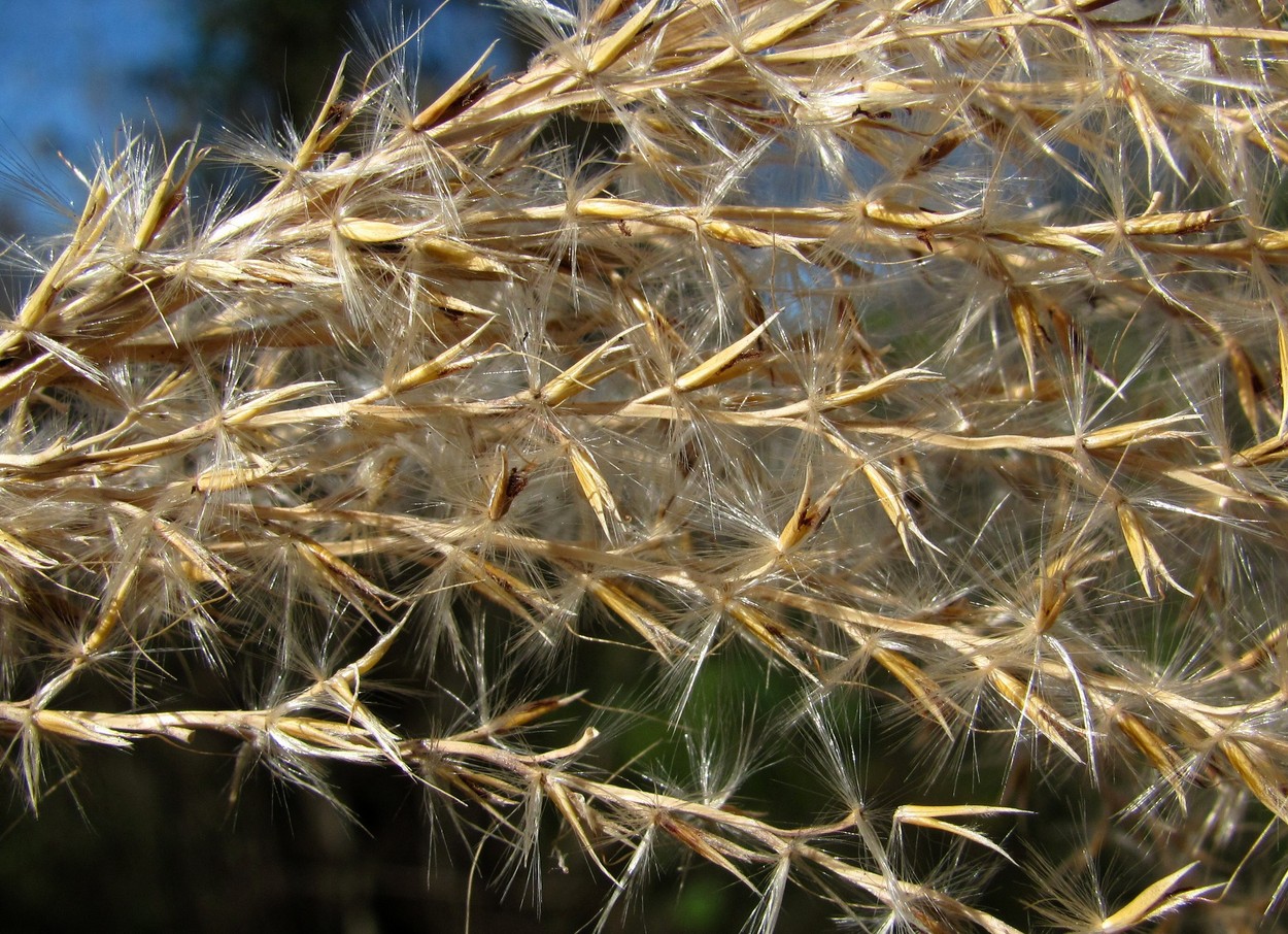 Image of Miscanthus sinensis specimen.