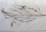 Bromus arvensis