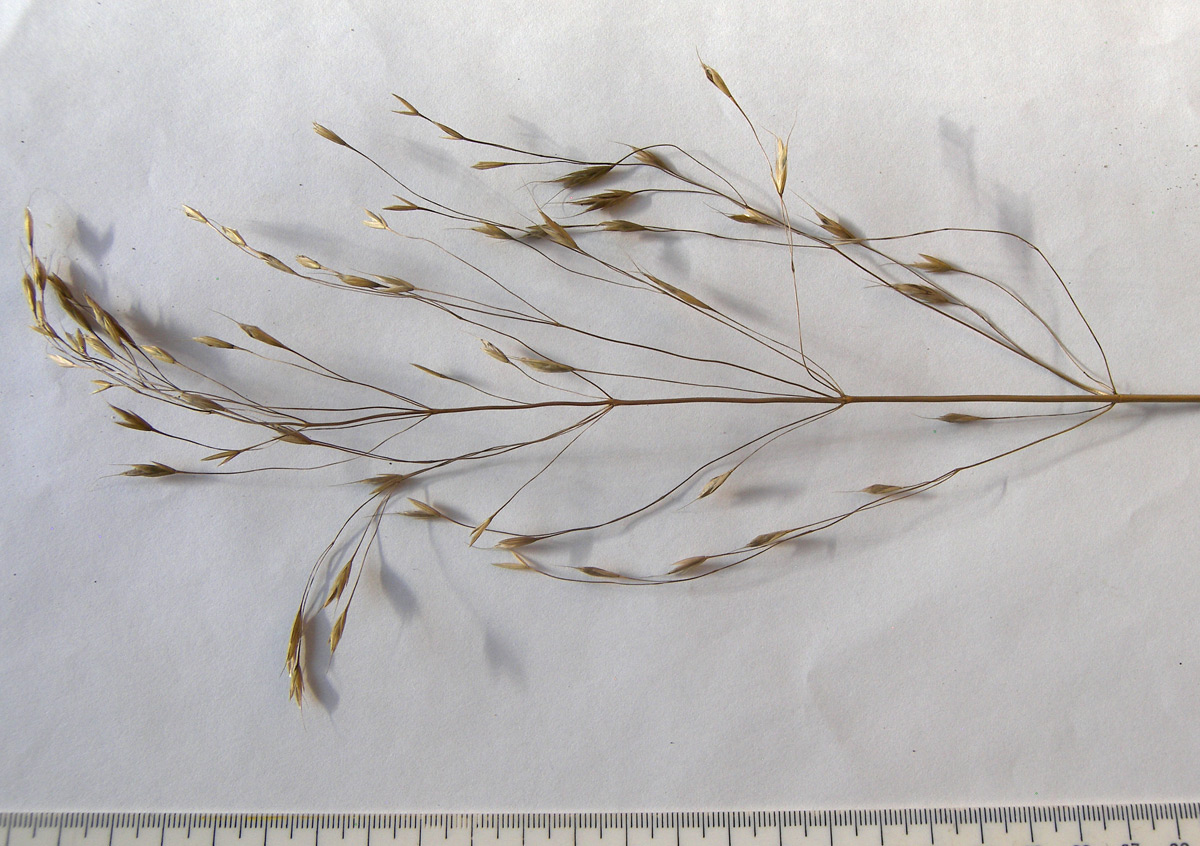 Image of Bromus arvensis specimen.