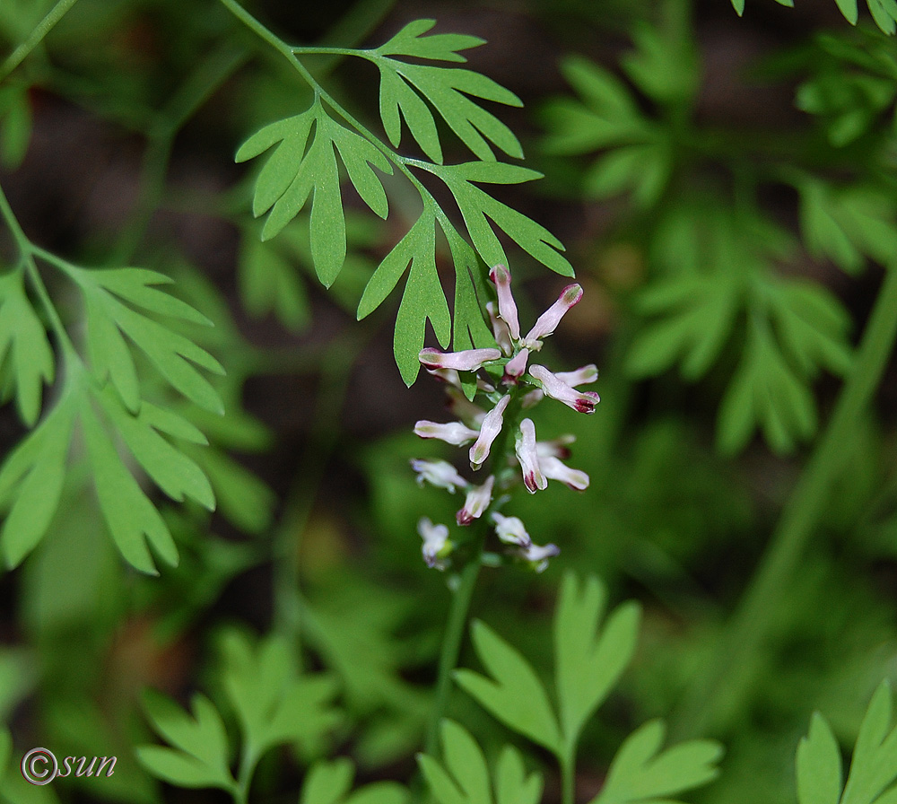 Изображение особи Fumaria officinalis.