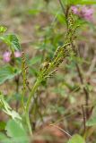 Botrychium lunaria. Фертильная часть вайи. Псковская обл., ок. 1 км к ю.-з. от дер. Лудони у шоссе М20, олуговелая опушка сухого сосняка. 14.07.2015.