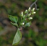 Amelanchier spicata. Соцветие с нераспустившимися цветками и молодые листья. Московская обл., Раменский р-н, окр. дер. Хрипань, садовый участок. 11.05.2015.