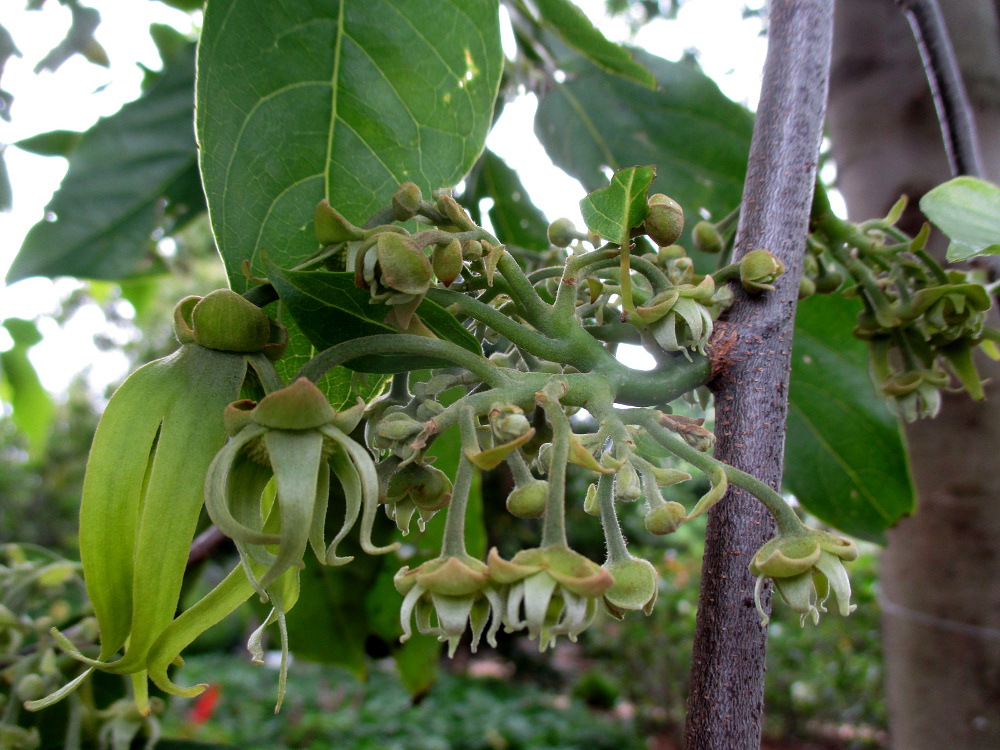 Изображение особи Cananga odorata.