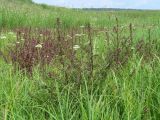 Pedicularis karoi