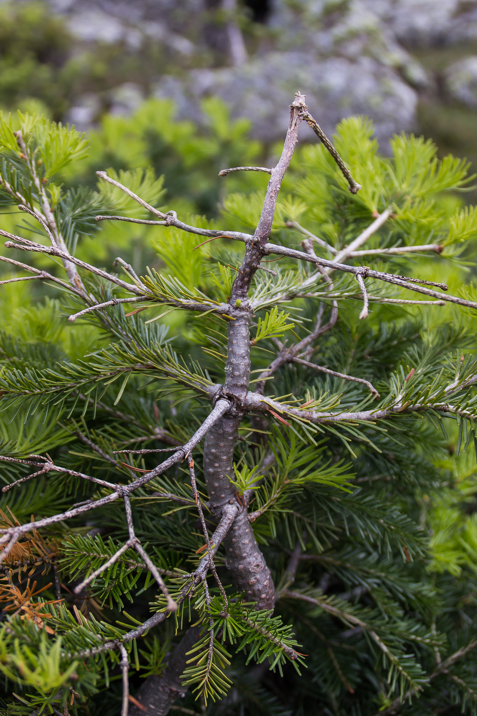 Image of Abies sibirica specimen.