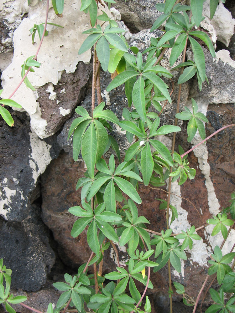 Image of Ipomoea cairica specimen.