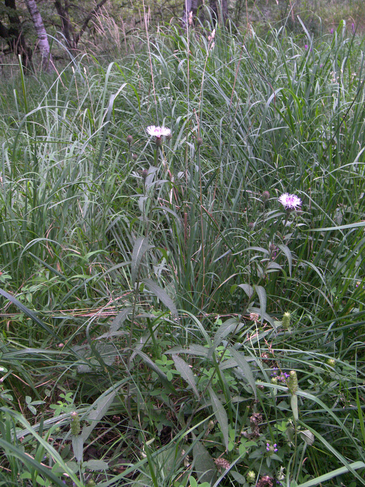 Image of Centaurea salicifolia specimen.