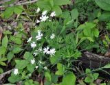 Stellaria holostea