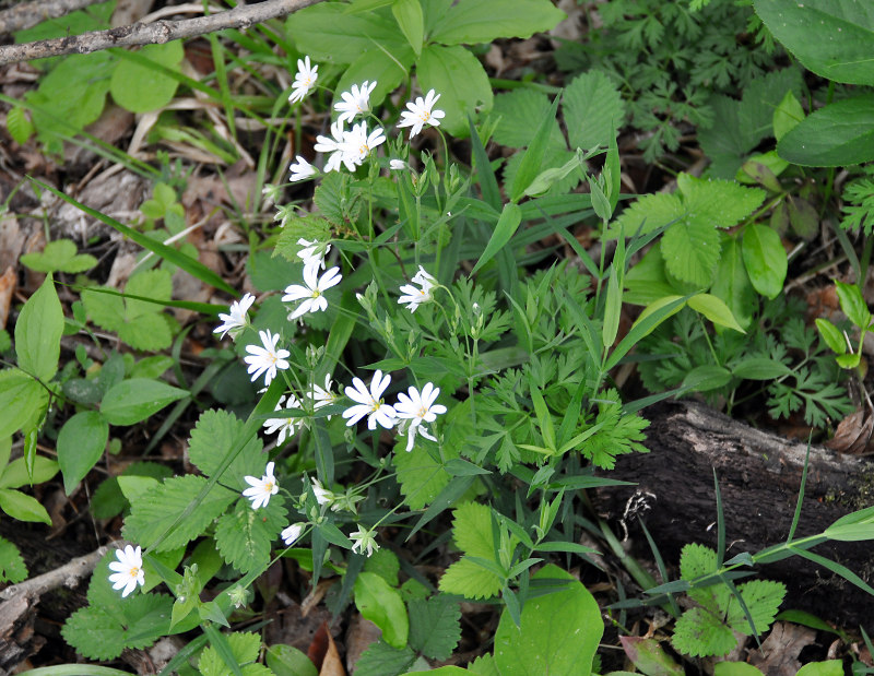 Изображение особи Stellaria holostea.