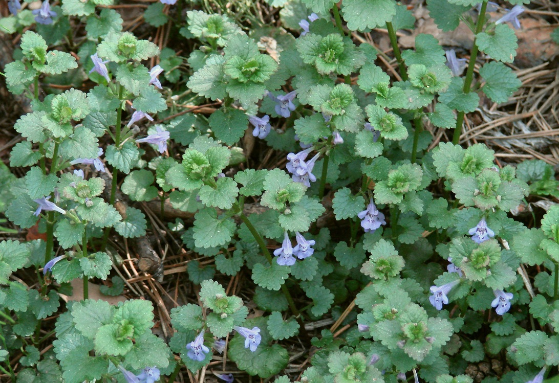 Изображение особи Glechoma hederacea.