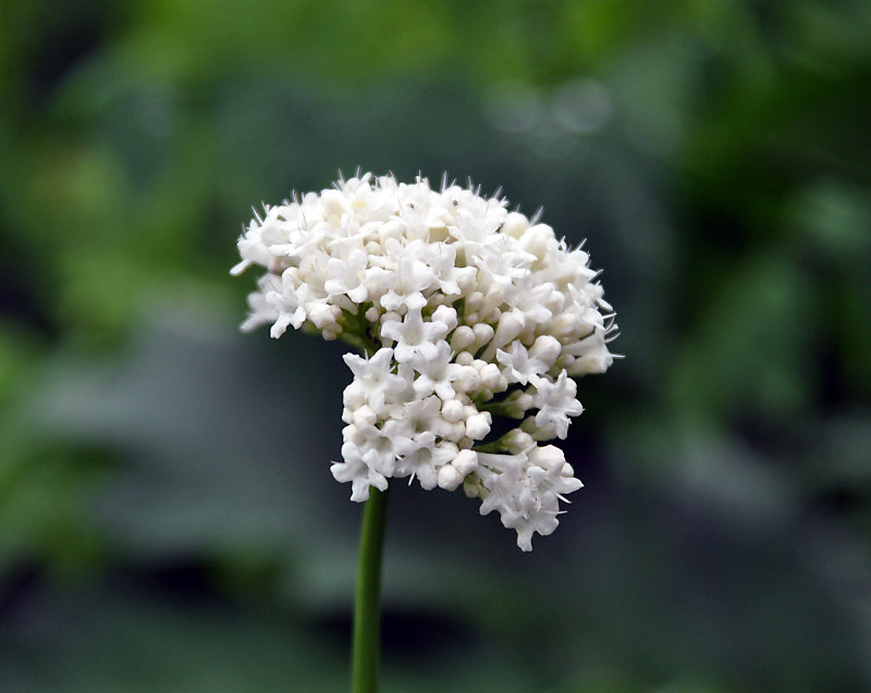 Изображение особи Valeriana alliariifolia.