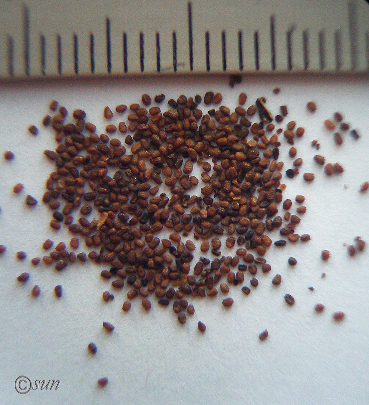 Image of Nicotiana tabacum specimen.