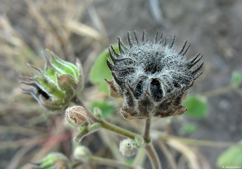 Image of Abutilon theophrasti specimen.