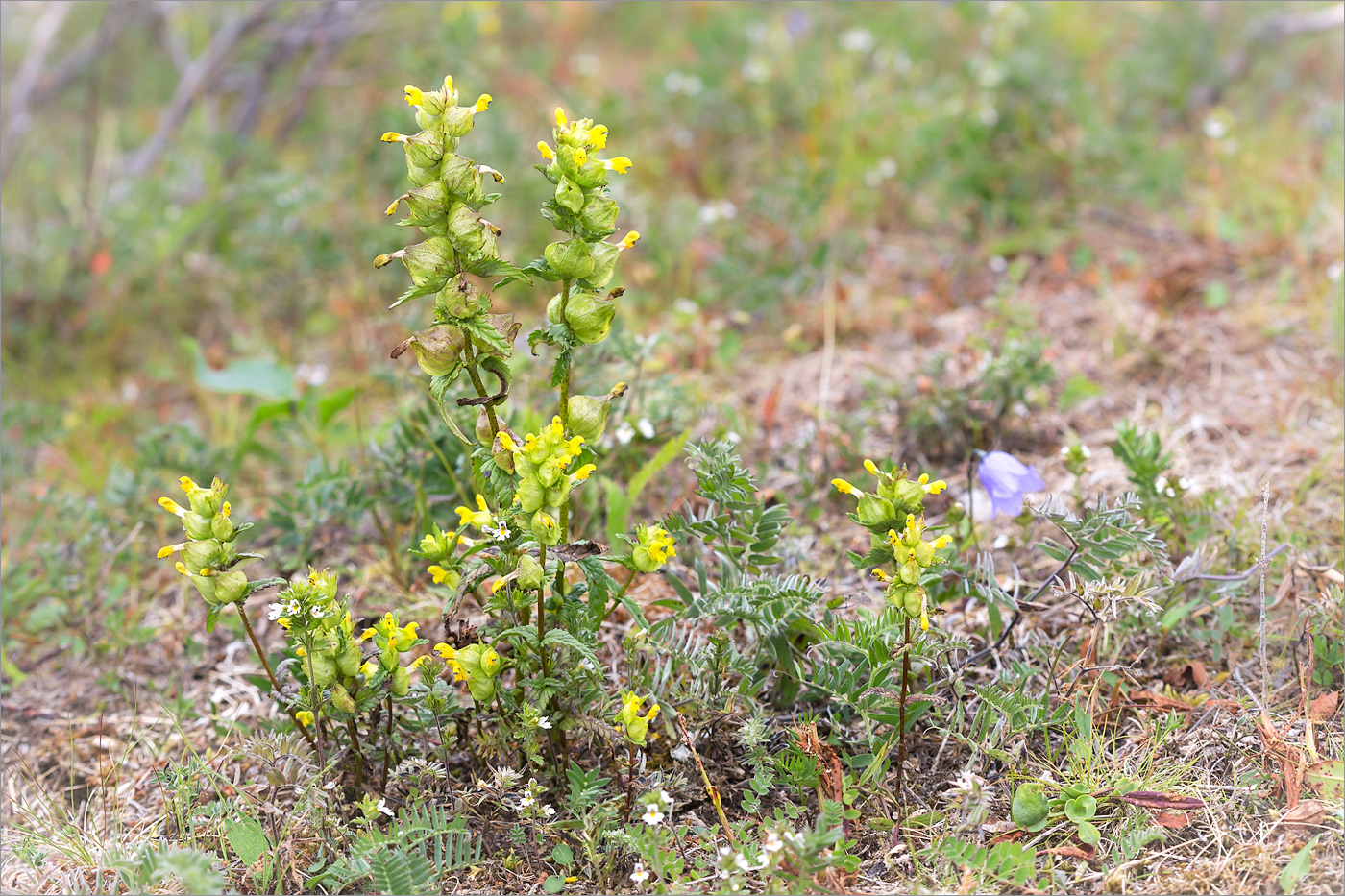 Изображение особи Rhinanthus minor.