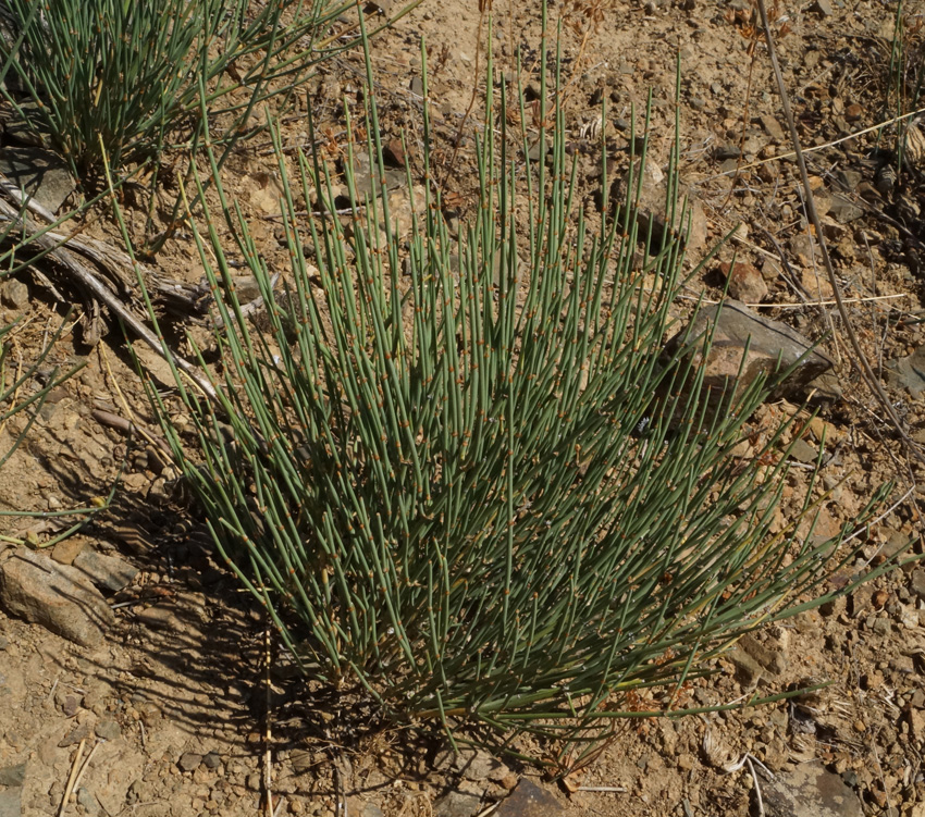 Image of Ephedra equisetina specimen.