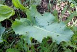 Rumex confertus