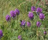 Astragalus onobrychis