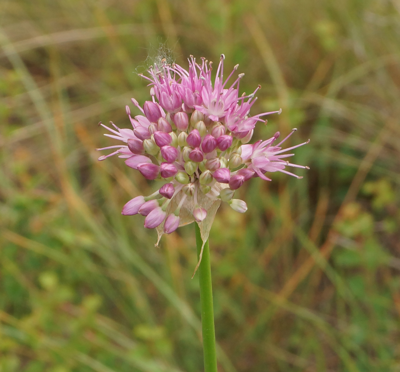 Изображение особи Allium lineare.