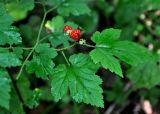 Rubus crataegifolius. Верхушка побега с плодами. Приморье, Владивосток, мкр-н Седанка, окр. Пионерского водохранилища, широколиственный лес. 06.08.2015.