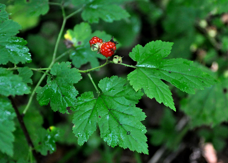 Image of Rubus crataegifolius specimen.