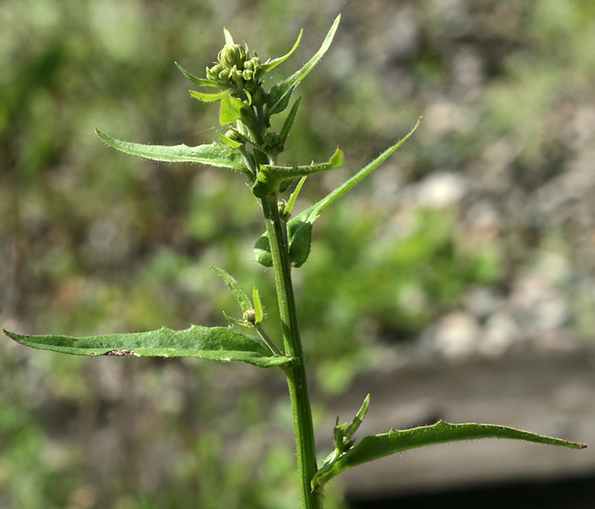 Image of Picris hieracioides specimen.