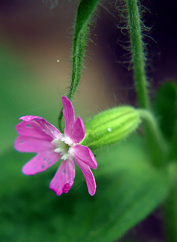 Изображение особи Melandrium dioicum.