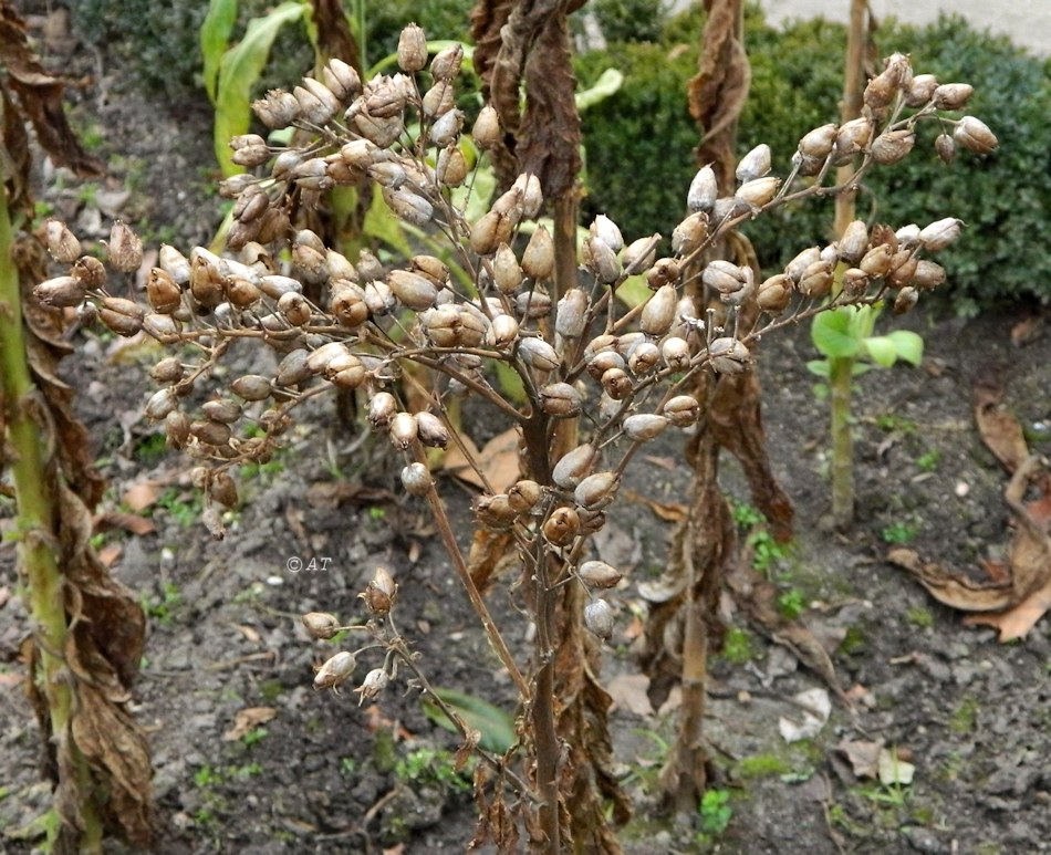 Image of Nicotiana tabacum specimen.