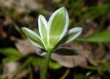 Ornithogalum woronowii