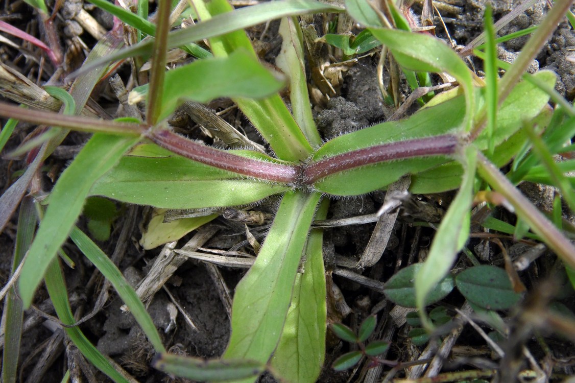 Изображение особи Valerianella locusta.