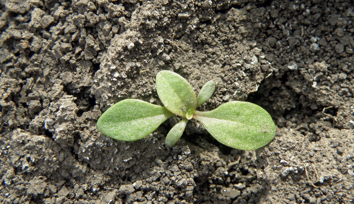 Изображение особи род Plantago.