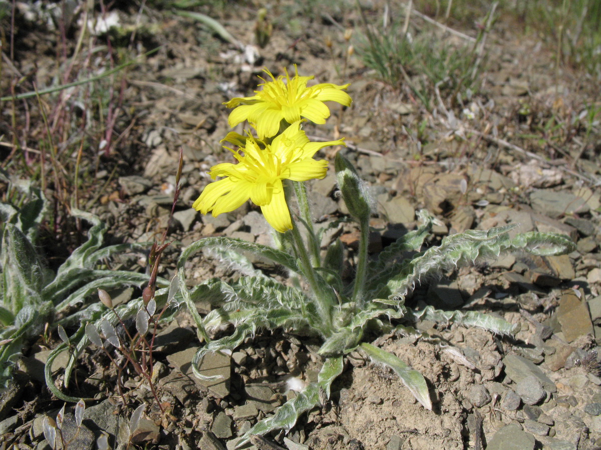 Изображение особи Scorzonera circumflexa.