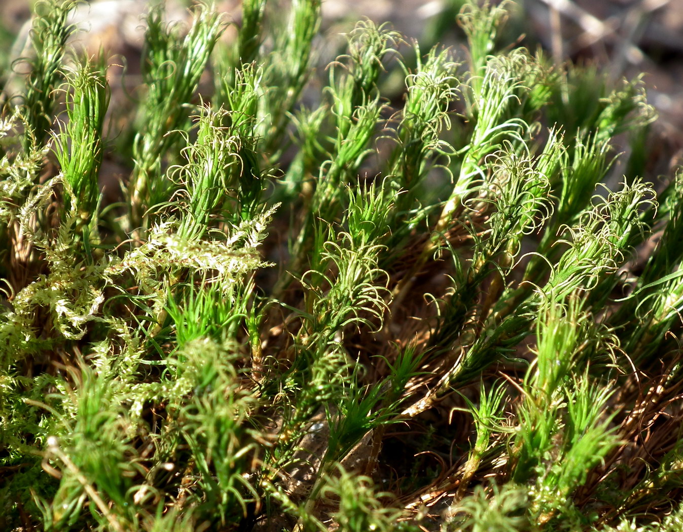 Изображение особи семейство Polytrichaceae.