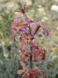 Matthiola fragrans