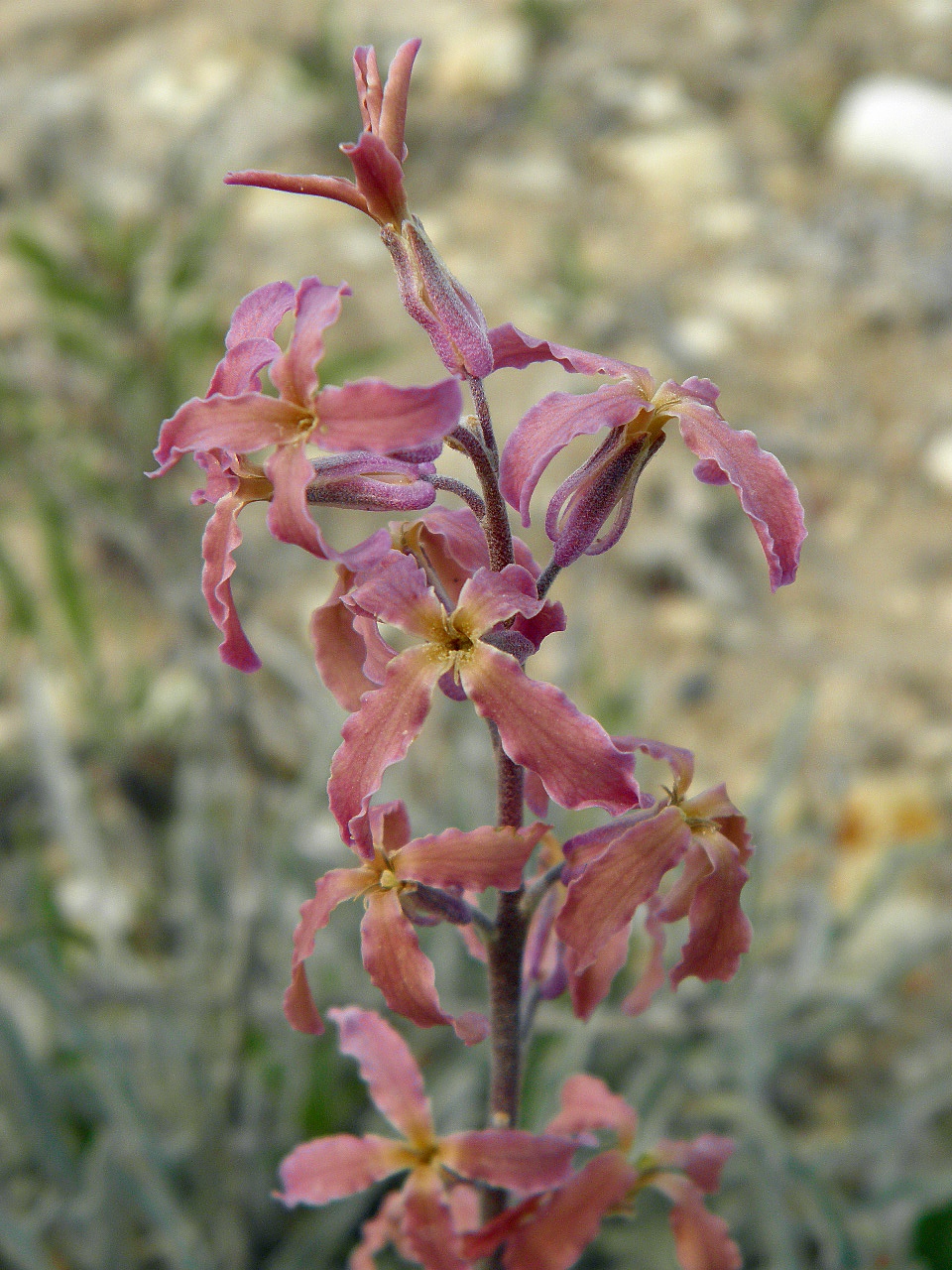 Изображение особи Matthiola fragrans.