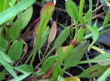 Rumex acetosella