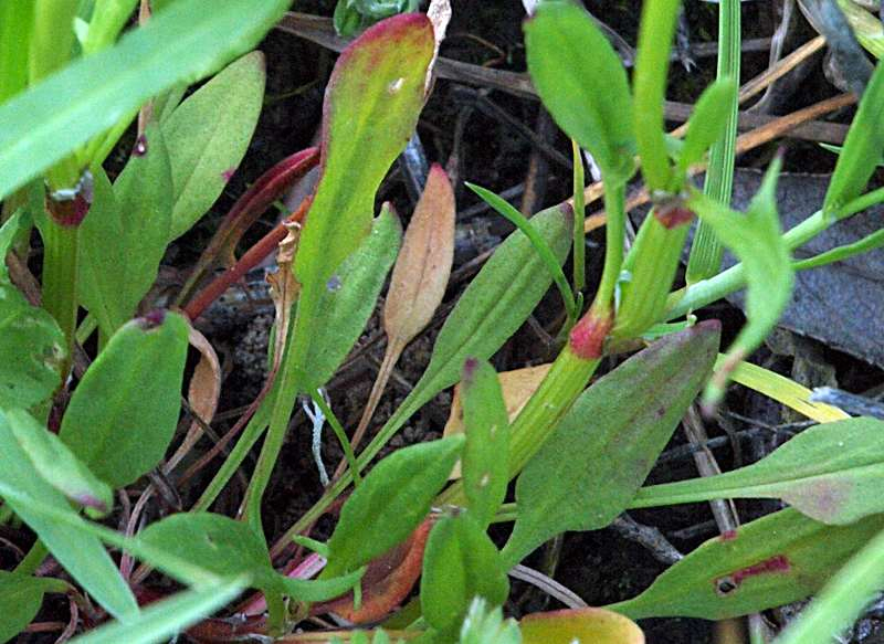 Image of Rumex acetosella specimen.