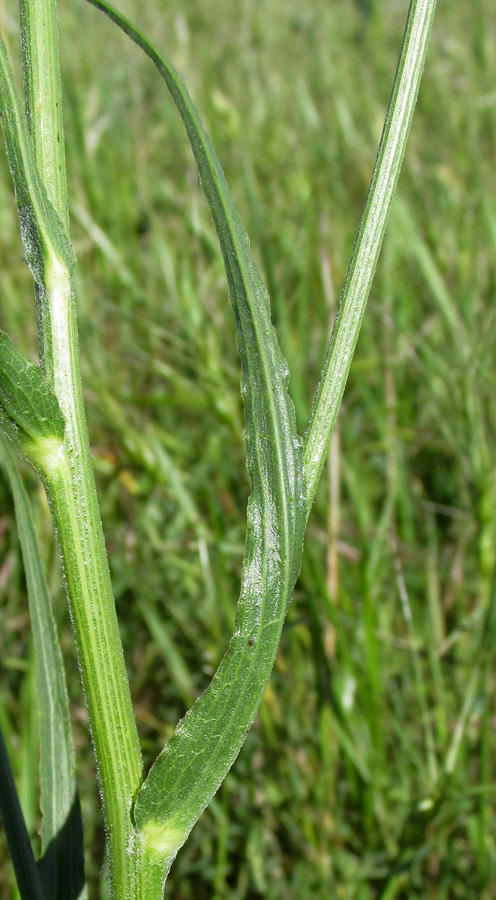 Image of Scorzonera taurica specimen.