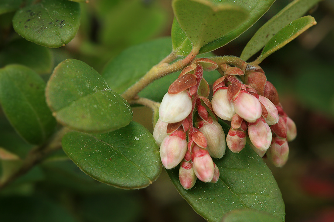 Изображение особи Vaccinium vitis-idaea.