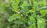 Astragalus glycyphyllos