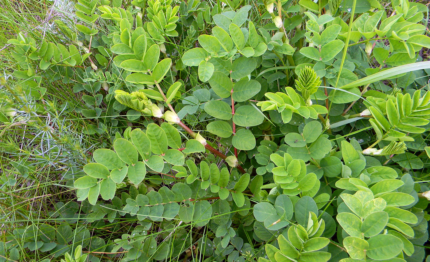 Изображение особи Astragalus glycyphyllos.