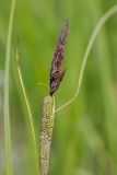 Image of taxon representative. Author is Радик Кутушев