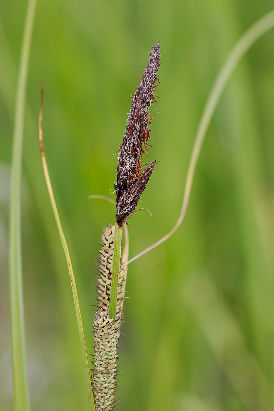 Изображение особи Carex acutiformis.