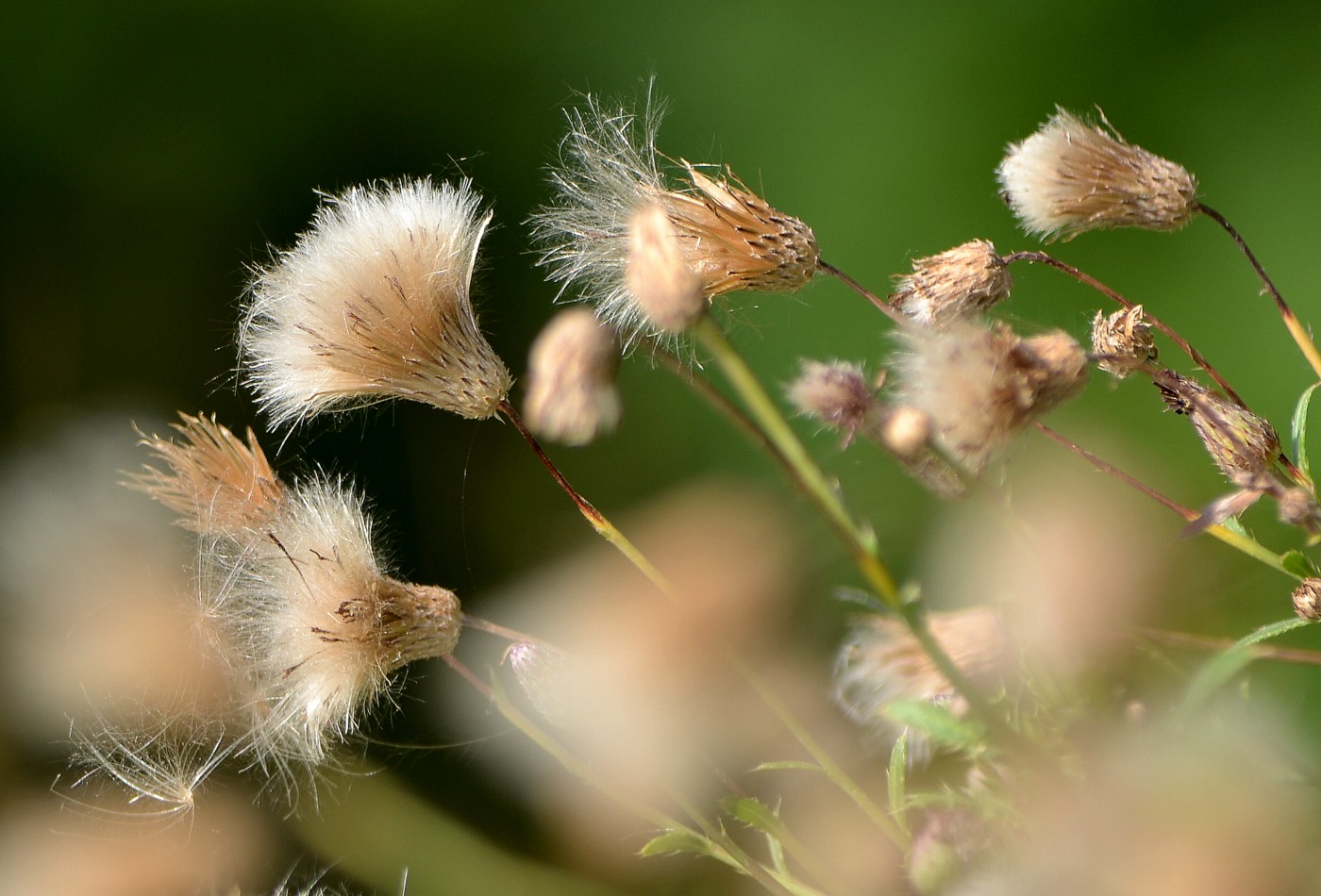 Image of Cirsium setosum specimen.