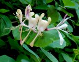 Lonicera caprifolium