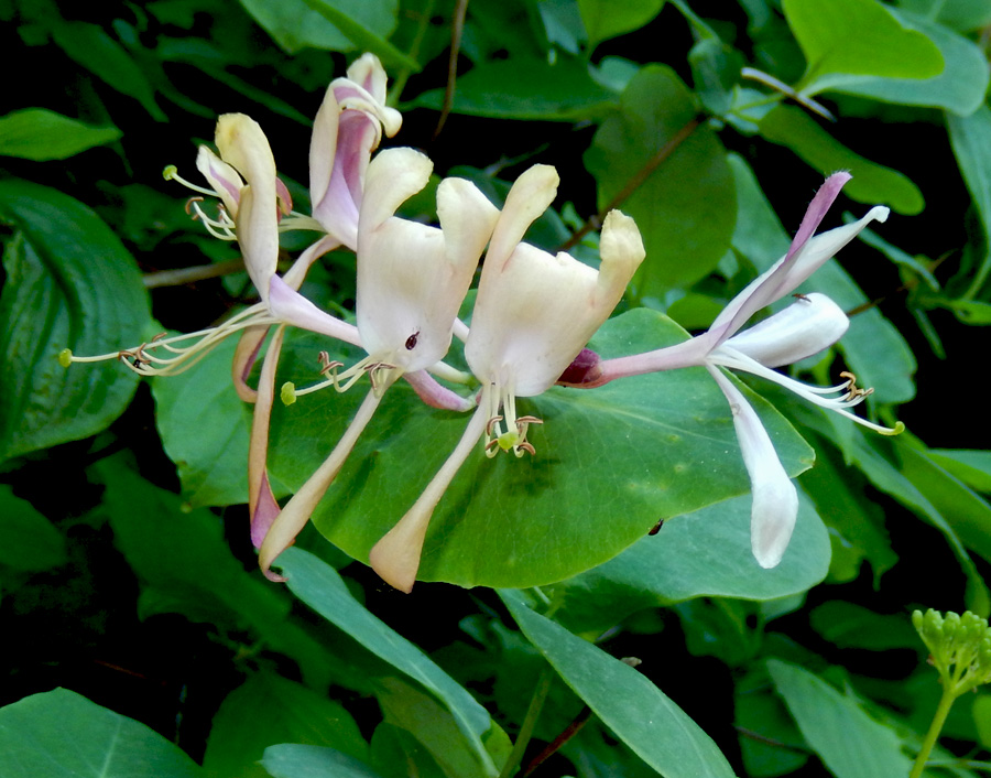 Image of Lonicera caprifolium specimen.