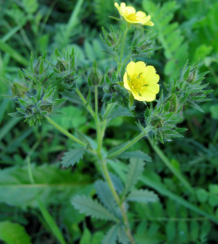 Изображение особи род Potentilla.